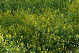 Image of Great Yellow-cress