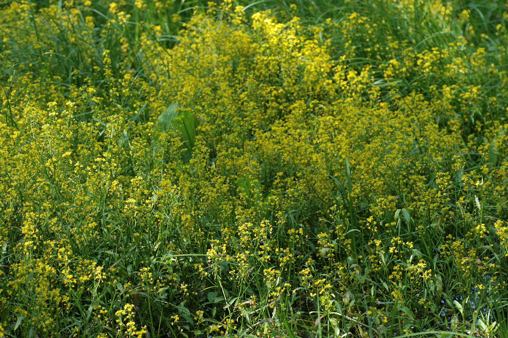 Image of Great Yellow-cress