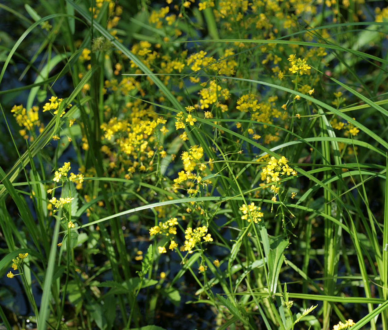 Image of Great Yellow-cress