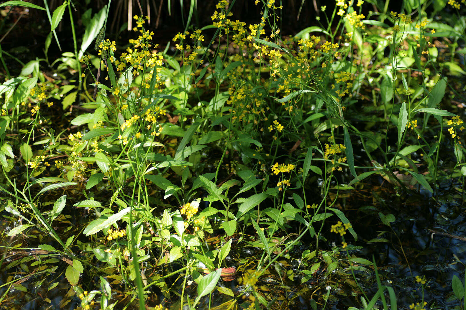 Image of Great Yellow-cress