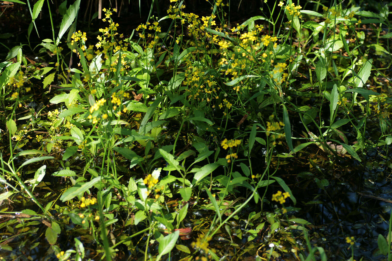 Image of Great Yellow-cress