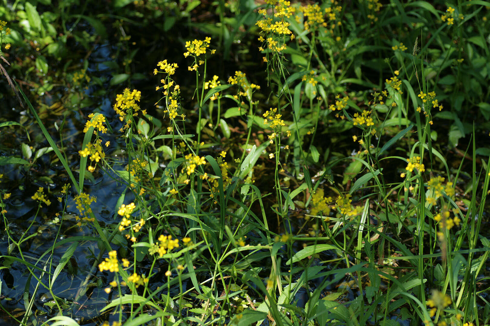 Image of Great Yellow-cress