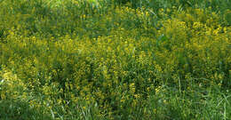 Image of Great Yellow-cress