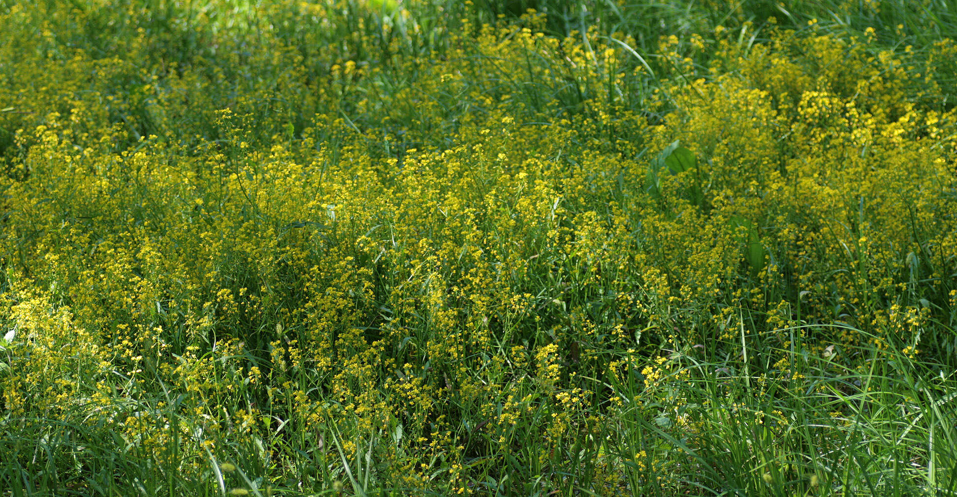 Image of Great Yellow-cress