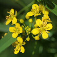 Image of Great Yellow-cress