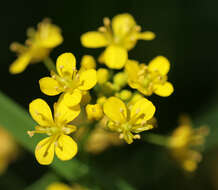 Image of Great Yellow-cress