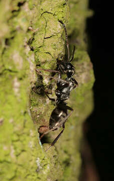 Image of Negro ant