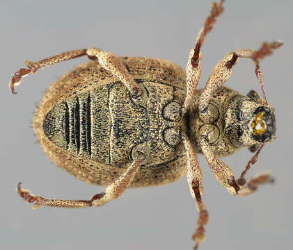 Image of Nut Leaf Weevil