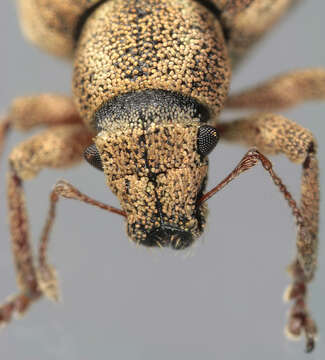 Image of Nut Leaf Weevil