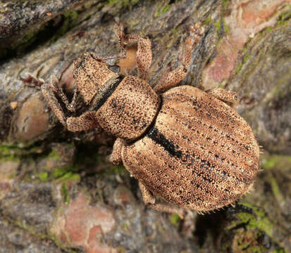 Image of Nut Leaf Weevil