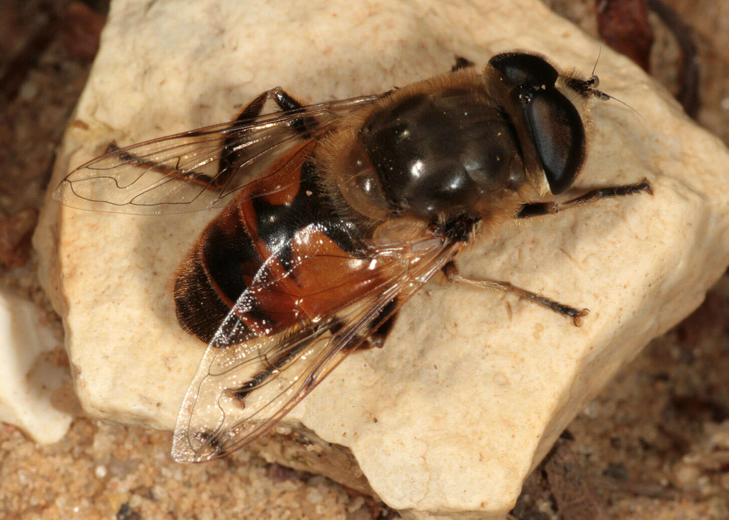 Слика од Eristalis tenax (Linnaeus 1758)