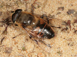 Слика од Eristalis tenax (Linnaeus 1758)