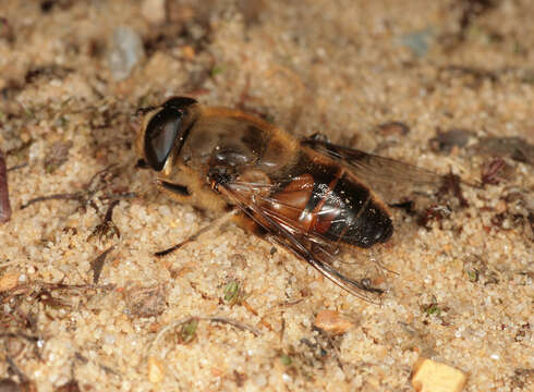 Imagem de Eristalis tenax (Linnaeus 1758)