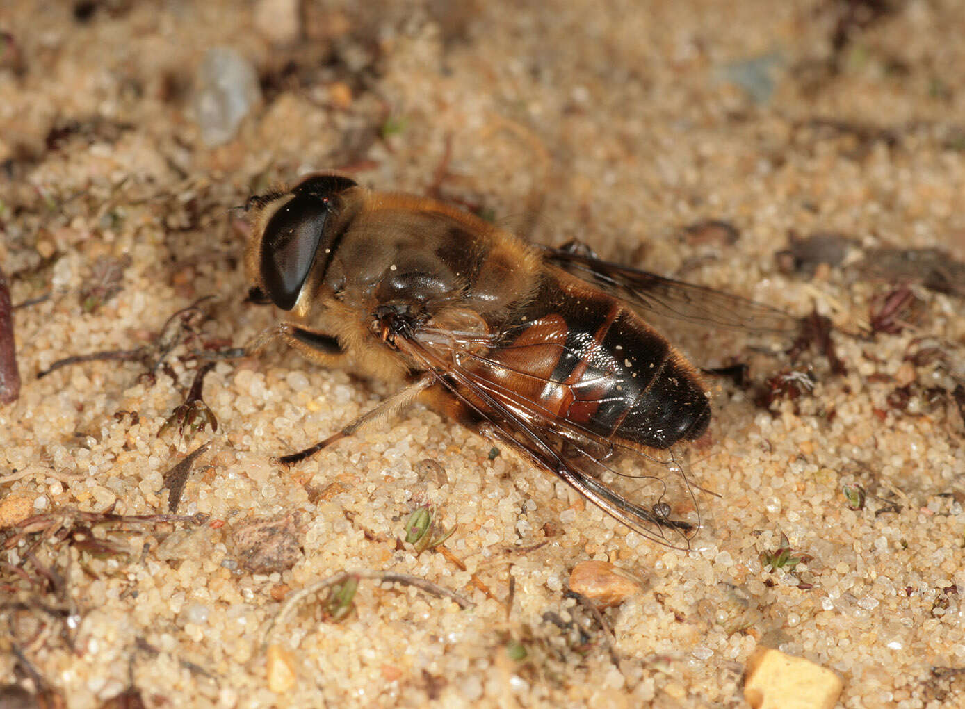 Слика од Eristalis tenax (Linnaeus 1758)