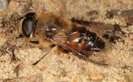 Слика од Eristalis tenax (Linnaeus 1758)