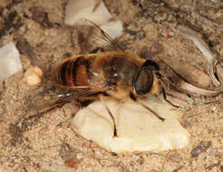 Слика од Eristalis tenax (Linnaeus 1758)