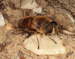 Слика од Eristalis tenax (Linnaeus 1758)