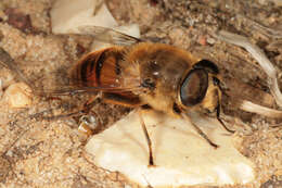 Слика од Eristalis tenax (Linnaeus 1758)