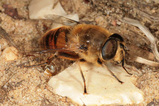 Imagem de Eristalis tenax (Linnaeus 1758)