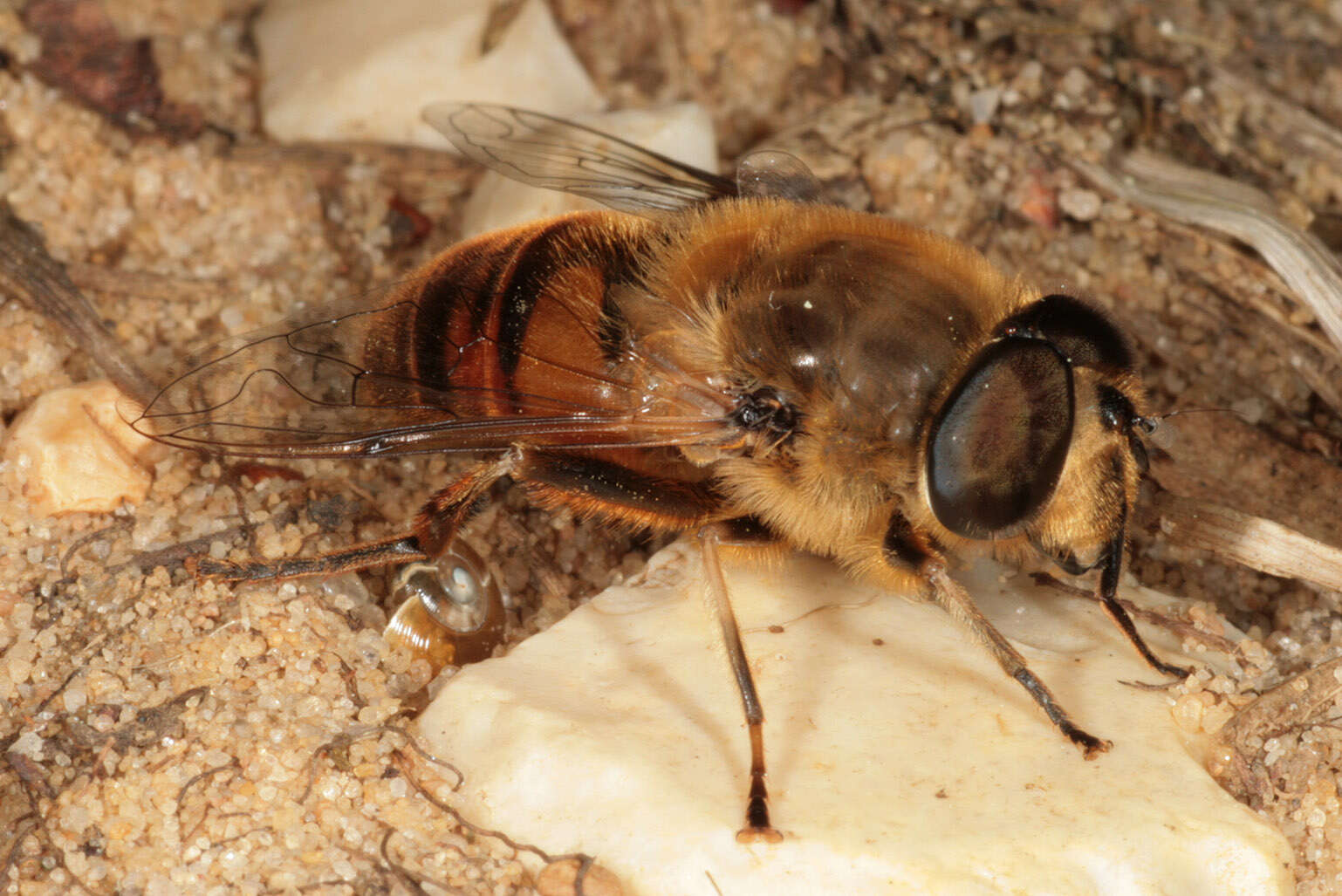 Слика од Eristalis tenax (Linnaeus 1758)