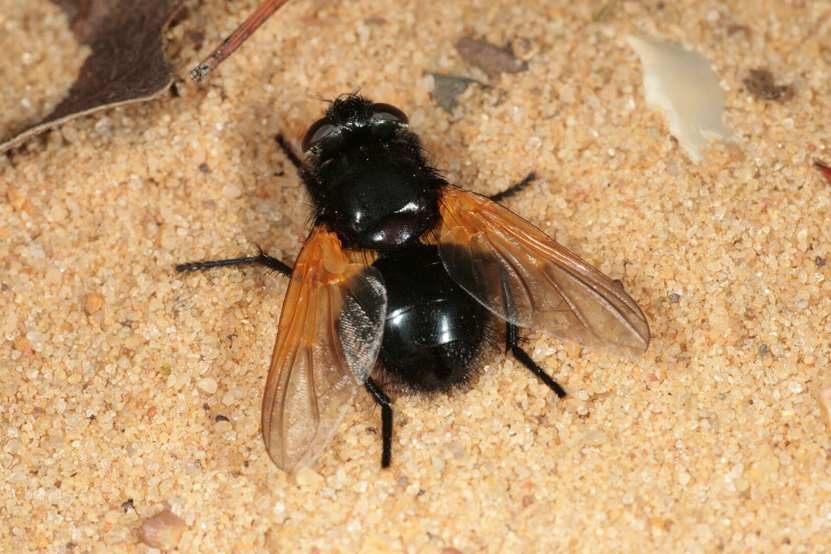 Image of Mesembrina meridiana (Linnaeus 1758)