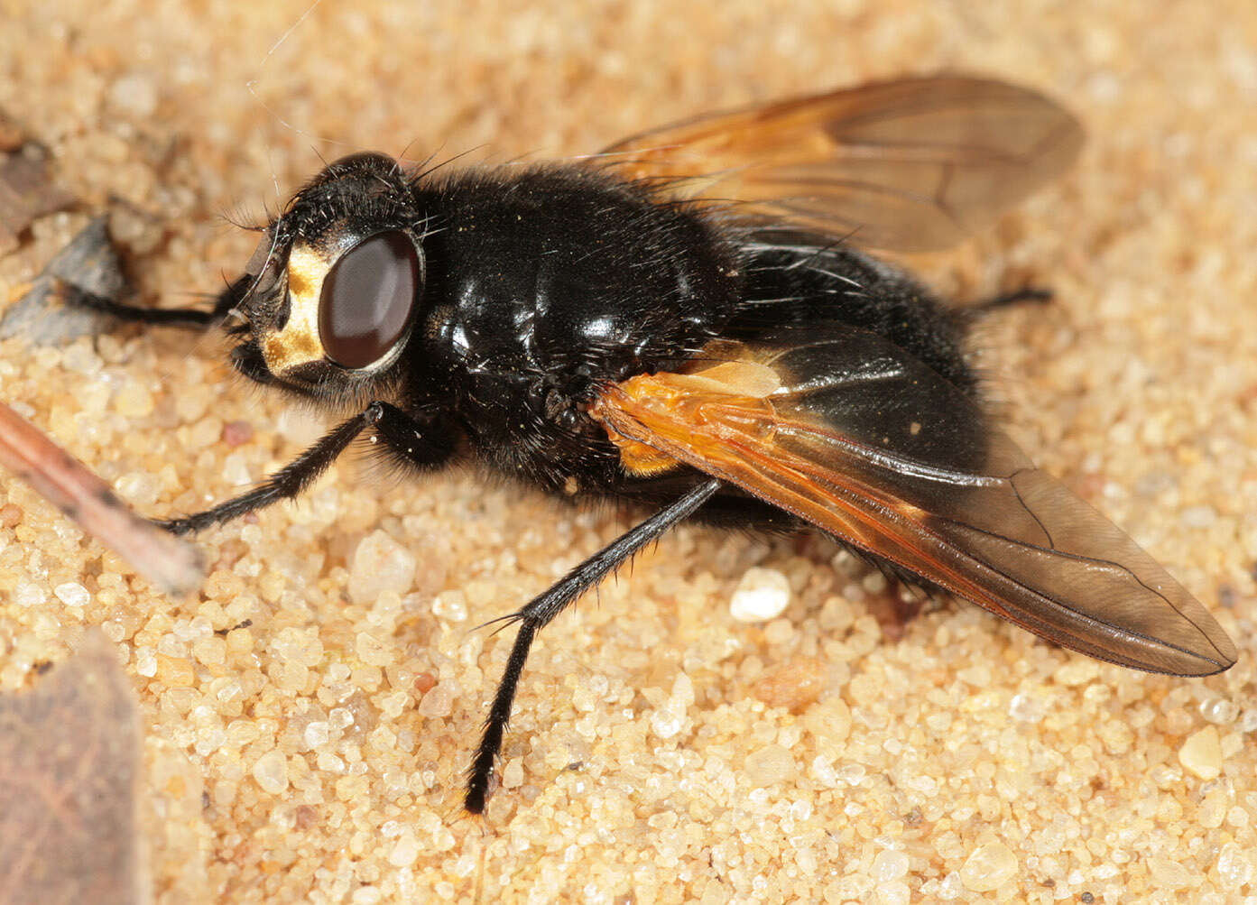 Image of Mesembrina meridiana (Linnaeus 1758)