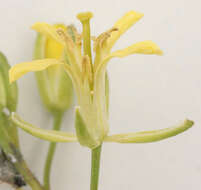 Image of herb sophia