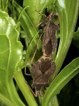 Enoplops scapha (Fabricius 1794) resmi