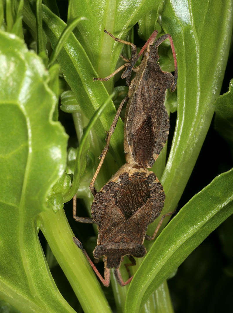 Image of Enoplops scapha (Fabricius 1794)