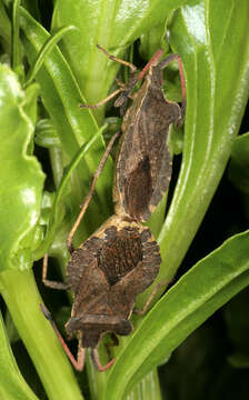 Enoplops scapha (Fabricius 1794) resmi