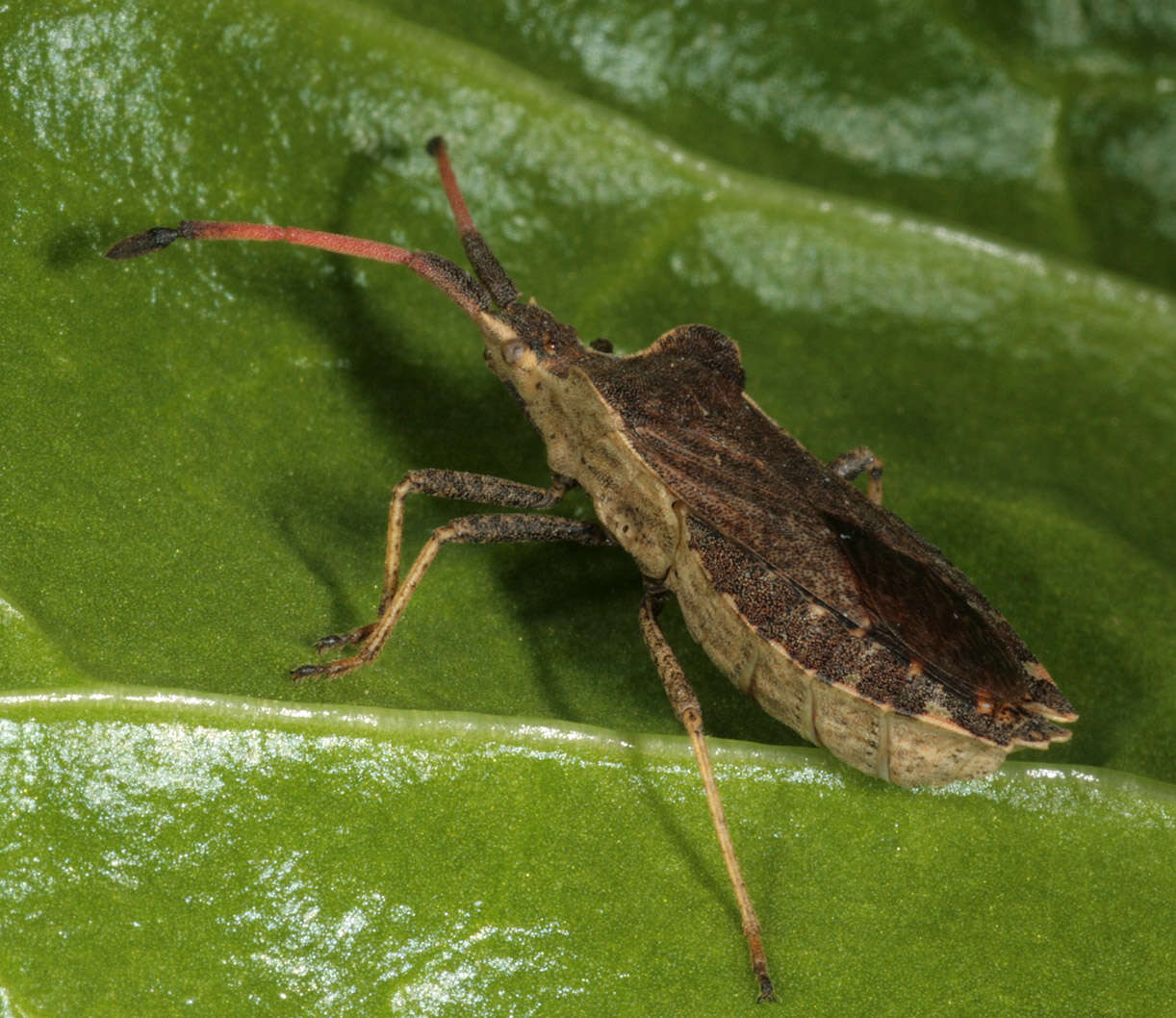 Image of Enoplops scapha (Fabricius 1794)