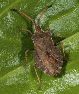 Enoplops scapha (Fabricius 1794) resmi