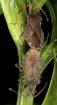 Enoplops scapha (Fabricius 1794) resmi