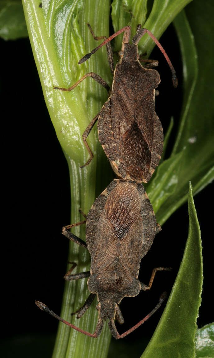 Image of Enoplops scapha (Fabricius 1794)