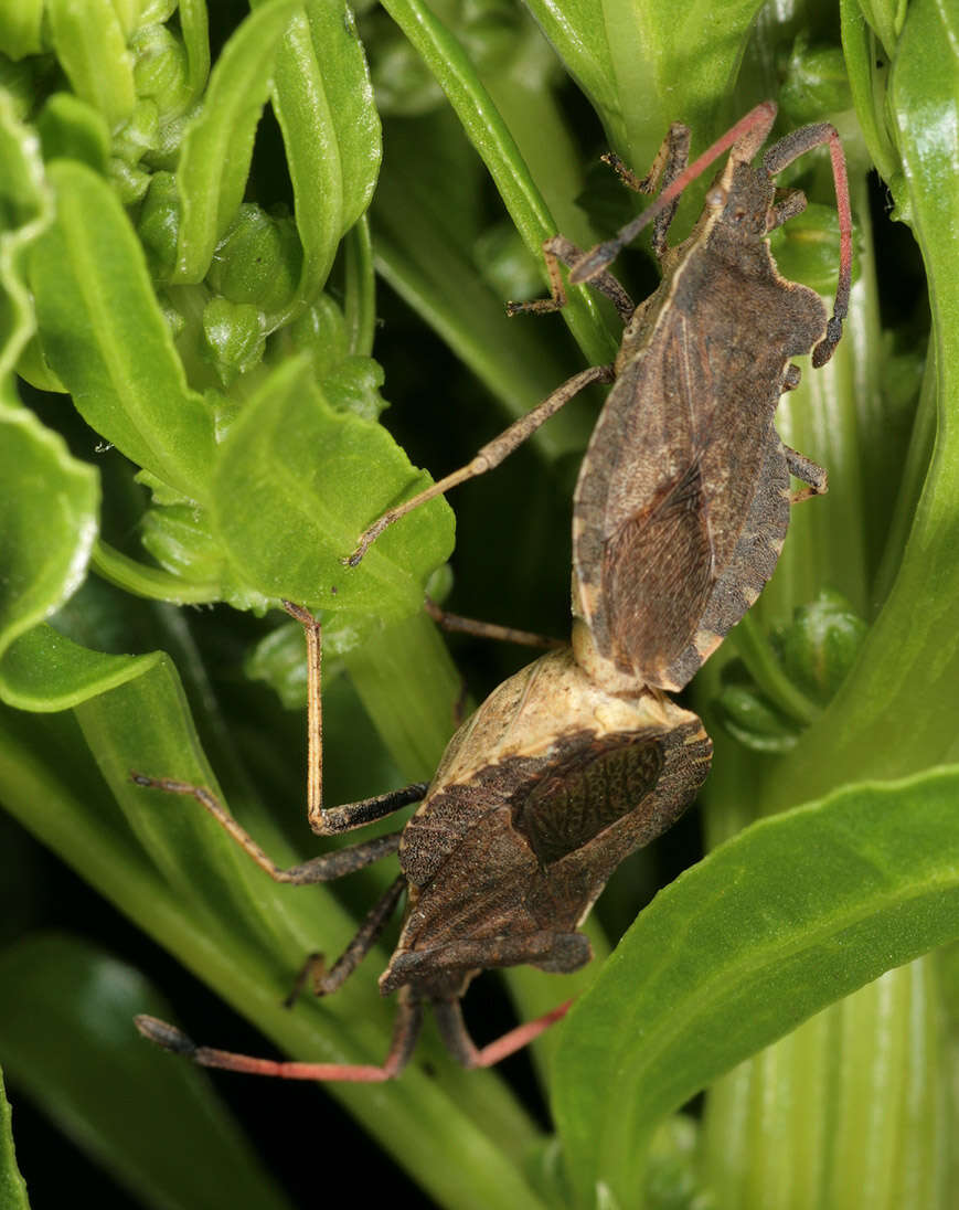 Enoplops scapha (Fabricius 1794) resmi