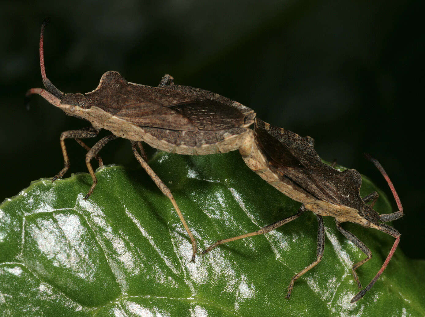 Enoplops scapha (Fabricius 1794) resmi