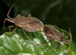 Enoplops scapha (Fabricius 1794) resmi