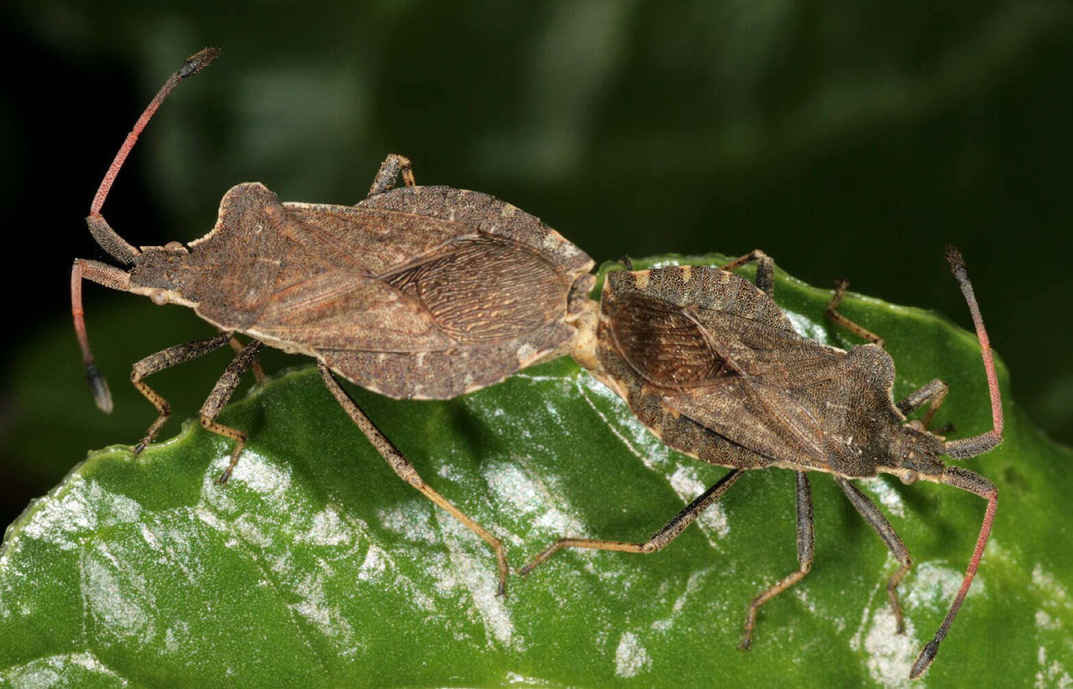 Enoplops scapha (Fabricius 1794) resmi