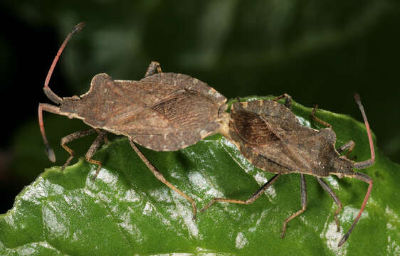 Enoplops scapha (Fabricius 1794) resmi