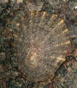 Image of China limpet