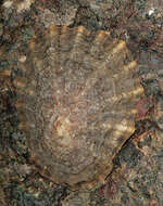 Image of China limpet