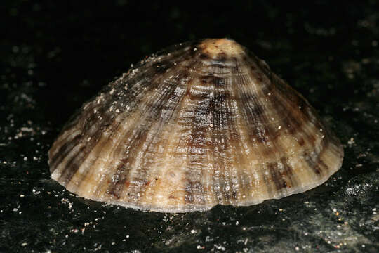 Image of Common limpet