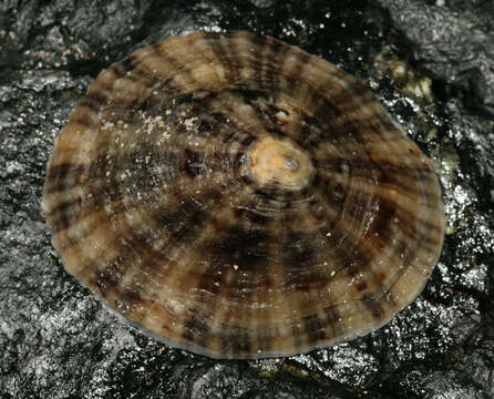 Image of Common limpet