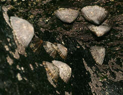 Image of Common limpet