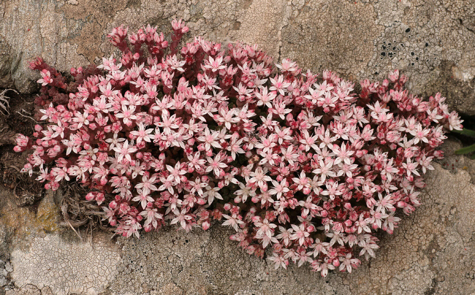 Image of Sedum anglicum Hudson