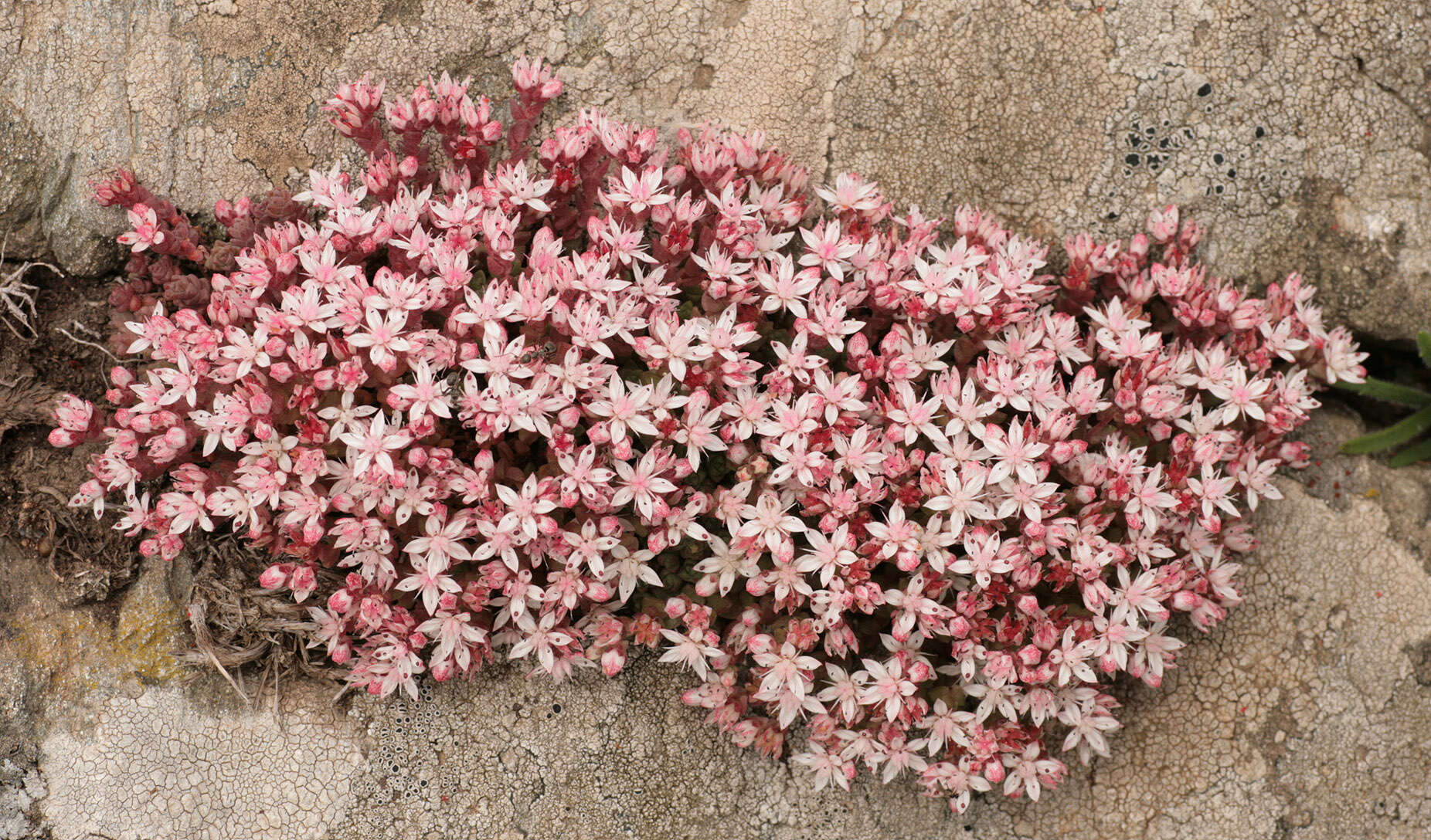 Image of Sedum anglicum Hudson