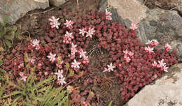 Image of Sedum anglicum Hudson