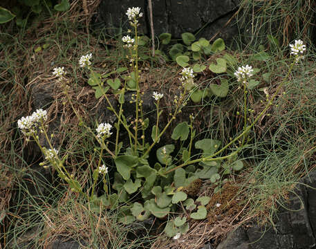 Image de Cochléaire Officinale