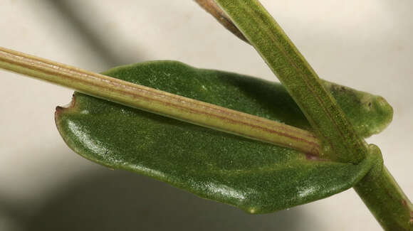 Image of Common Scurvygrass