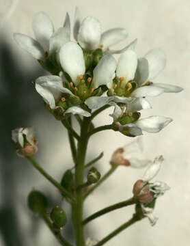 Image of Common Scurvygrass